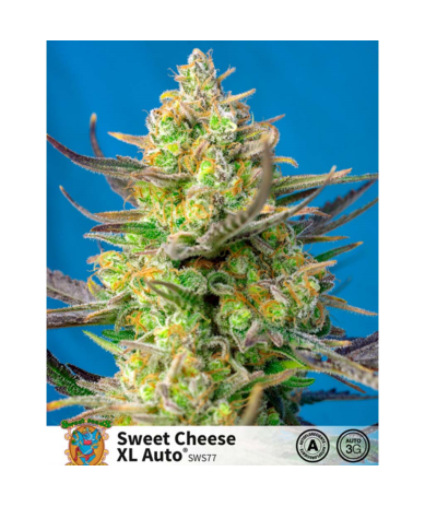 Semillas Auto Sweet Cheese XL autoflorecientes de Sweet Seed