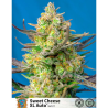 Semillas Auto Sweet Cheese XL autoflorecientes de Sweet Seed