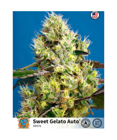 Semillas Auto Sweet Gelato autoflorecientes de Sweet Seed
