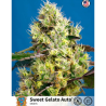 Semillas Auto Sweet Gelato autoflorecientes de Sweet Seed