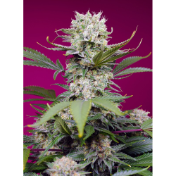 Semillas Auto Sweet Mandarine Zkittlez XL autoflorecientes de Sweet Seed