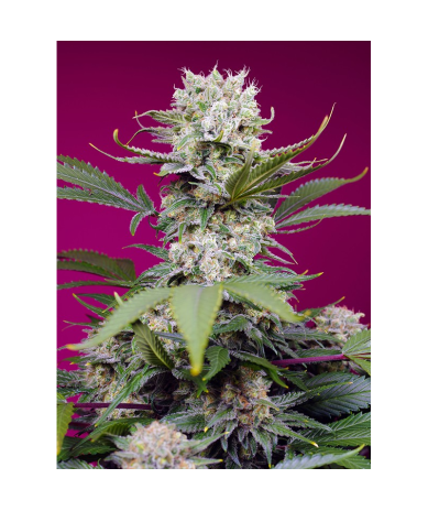 Semillas Auto Sweet Mandarine Zkittlez XL autoflorecientes de Sweet Seed