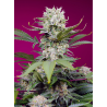 Semillas Auto Sweet Mandarine Zkittlez XL autoflorecientes de Sweet Seed