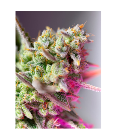 Semillas Auto Sweet Mimosa XL autoflorecientes de Sweet Seed