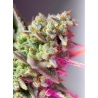 Semillas Auto Sweet Mimosa XL autoflorecientes de Sweet Seed