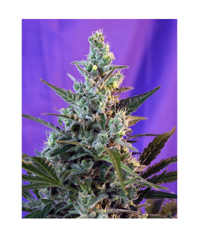Semillas Auto Sweet Skunk autoflorecientes de Sweet Seed