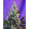 Semillas Auto Sweet Skunk autoflorecientes de Sweet Seed