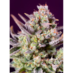 Semillas Auto Sweet Zenzation XL autoflorecientes de Sweet Seed