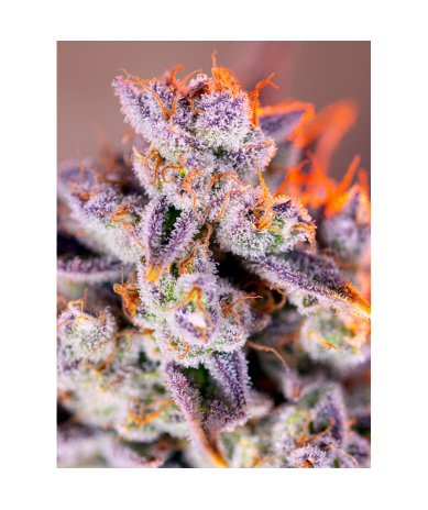 Semillas Auto Tropicanna Poison XL autoflorecientes de Sweet Seed