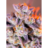 Semillas Auto Tropicanna Poison XL autoflorecientes de Sweet Seed