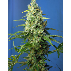 Semillas Auto Honey Peach CBD CBDs de Sweet Seed