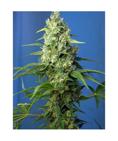 Semillas Auto Honey Peach CBD CBDs de Sweet Seed