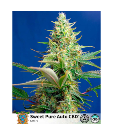 Semillas Auto Sweet Pure CBD CBDs de Sweet Seed