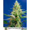 Semillas Auto Sweet Pure CBD CBDs de Sweet Seed