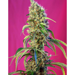 Semillas Black Jack CBD CBDs de Sweet Seed