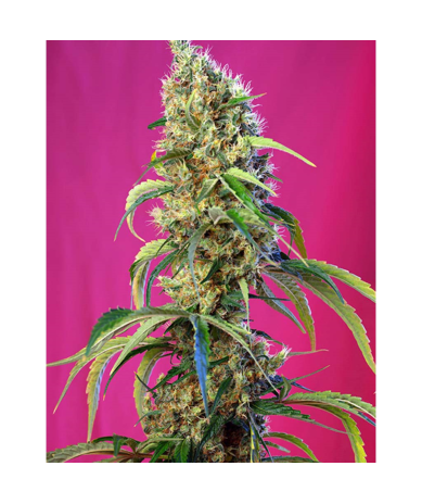 Semillas Black Jack CBD CBDs de Sweet Seed