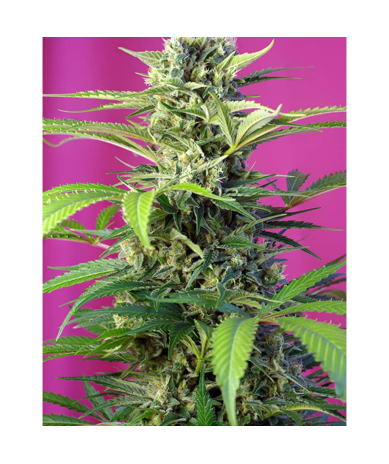 Semillas Chem Beyond Diesel CBD CBDs de Sweet Seed