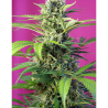 Semillas Chem Beyond Diesel CBD CBDs de Sweet Seed