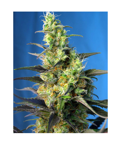 Semillas NYC Diesel CBD CBDs de Sweet Seed