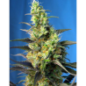Semillas NYC Diesel CBD CBDs de Sweet Seed