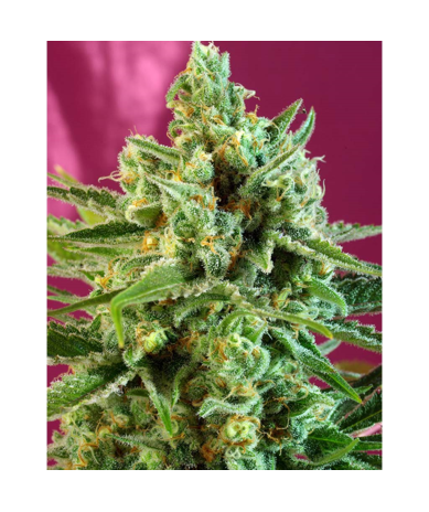 Semillas S.A.D CBD CBDs de Sweet Seed