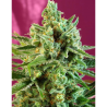 Semillas S.A.D CBD CBDs de Sweet Seed