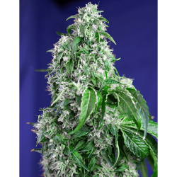Semillas Big Devil Fast Version feminizadas de Sweet Seed
