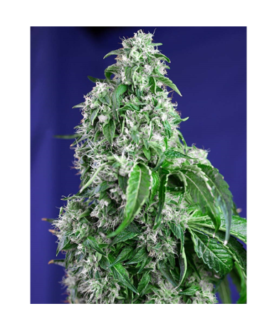 Semillas Big Devil Fast Version feminizadas de Sweet Seed