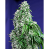 Semillas Big Devil Fast Version feminizadas de Sweet Seed
