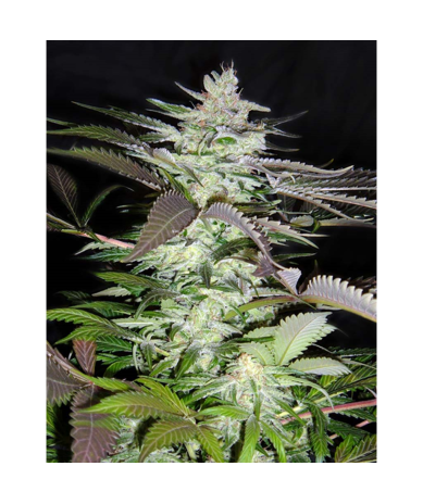 Semillas Black Jack feminizadas de Sweet Seed