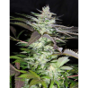 Semillas Black Jack feminizadas de Sweet Seed