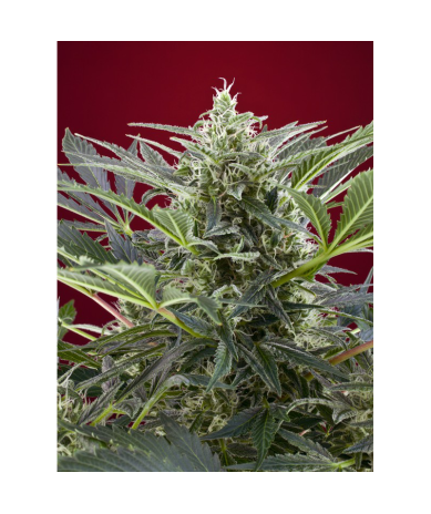 Semillas Cream 47 feminizadas de Sweet Seed