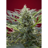 Semillas Cream 47 feminizadas de Sweet Seed
