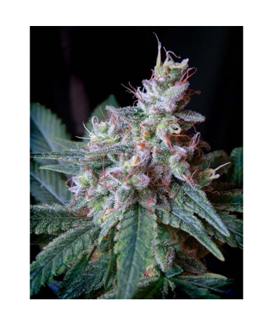 Semillas Cream Caramel feminizadas de Sweet Seed