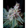 Semillas Cream Caramel feminizadas de Sweet Seed