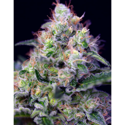 Semillas Cream Caramel Fast Version feminizadas de Sweet Seed