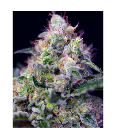 Semillas Cream Caramel Fast Version feminizadas de Sweet Seed