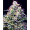 Semillas Cream Caramel Fast Version feminizadas de Sweet Seed