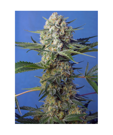 Semillas Crystal Candy F1 Fast Version feminizadas de Sweet Seed