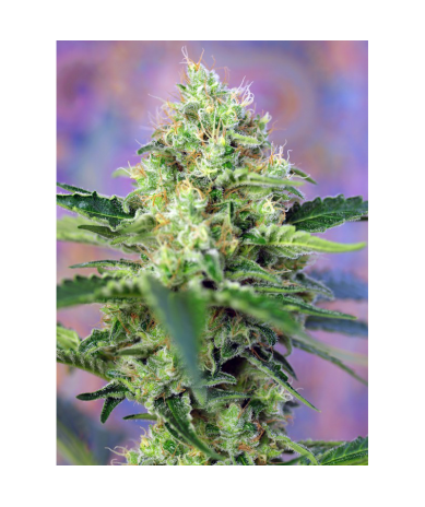 Semillas Crystal Candy feminizadas de Sweet Seed