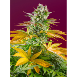 Semillas Gorilla Girl Fast Version feminizadas de Sweet Seed