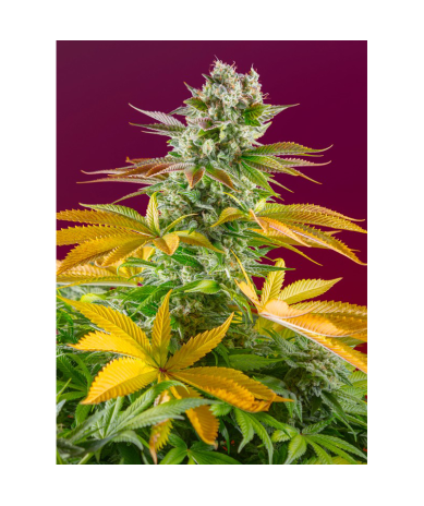 Semillas Gorilla Girl Fast Version feminizadas de Sweet Seed