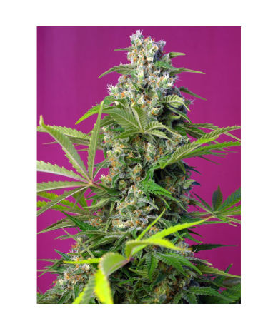 Semillas Gorilla Girl feminizadas de Sweet Seed