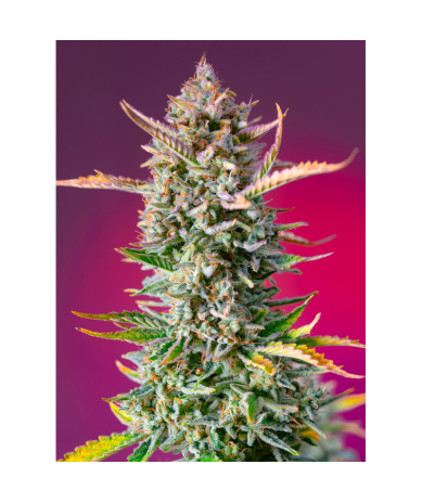Semillas Gorilla Sherbet Fast Version feminizadas de Sweet Seed