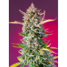 Semillas Gorilla Sherbet Fast Version feminizadas de Sweet Seed