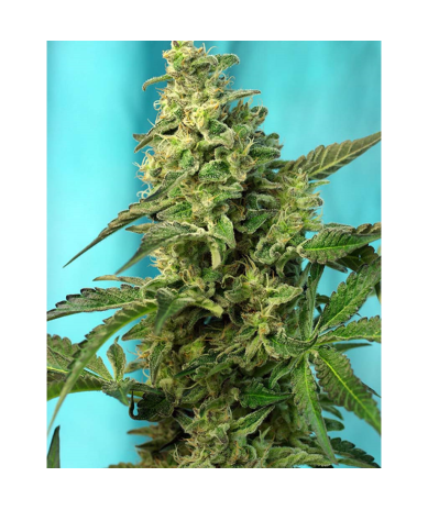 Semillas Green Poison Fast Version feminizadas de Sweet Seed