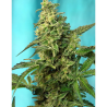 Semillas Green Poison Fast Version feminizadas de Sweet Seed
