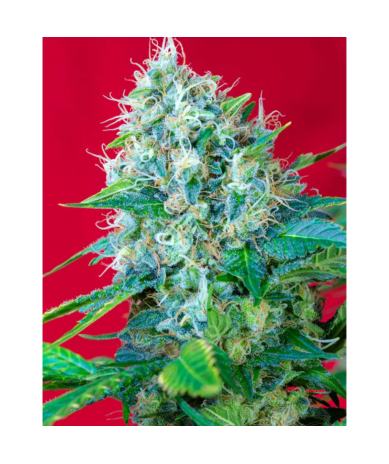 Semillas Green Poison feminizadas de Sweet Seed