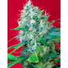 Semillas Green Poison feminizadas de Sweet Seed
