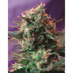 Semillas Jack 47 Fast Version feminizadas de Sweet Seed